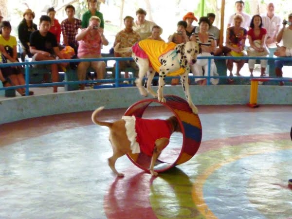 Biểu diễn xiếc, ảo thuật gia cùng với những chú chó tinh nghịch thông qua xiếc chó
