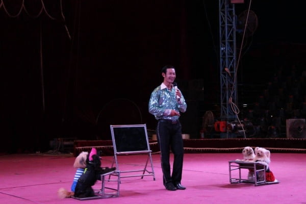 Biểu diễn ảo thuật, xiếc chó chuyên nghiệp phục vụ các sự kiện event lớn nhỏ